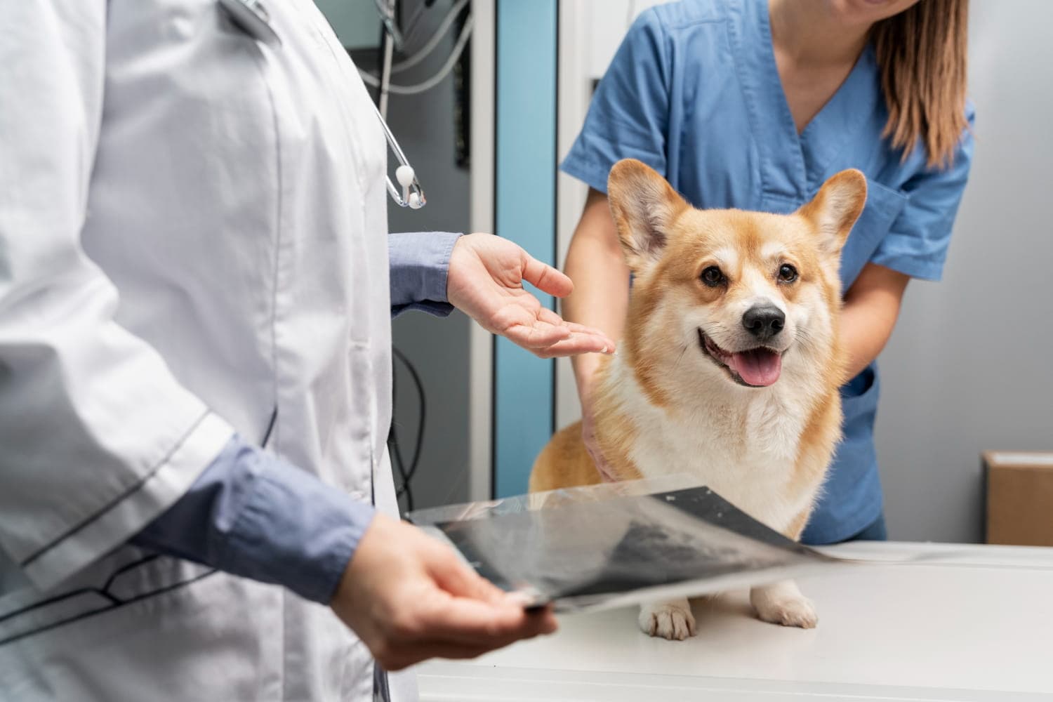 Dog wellness exam at Veterinary Medical Centers in Northern Kentucky