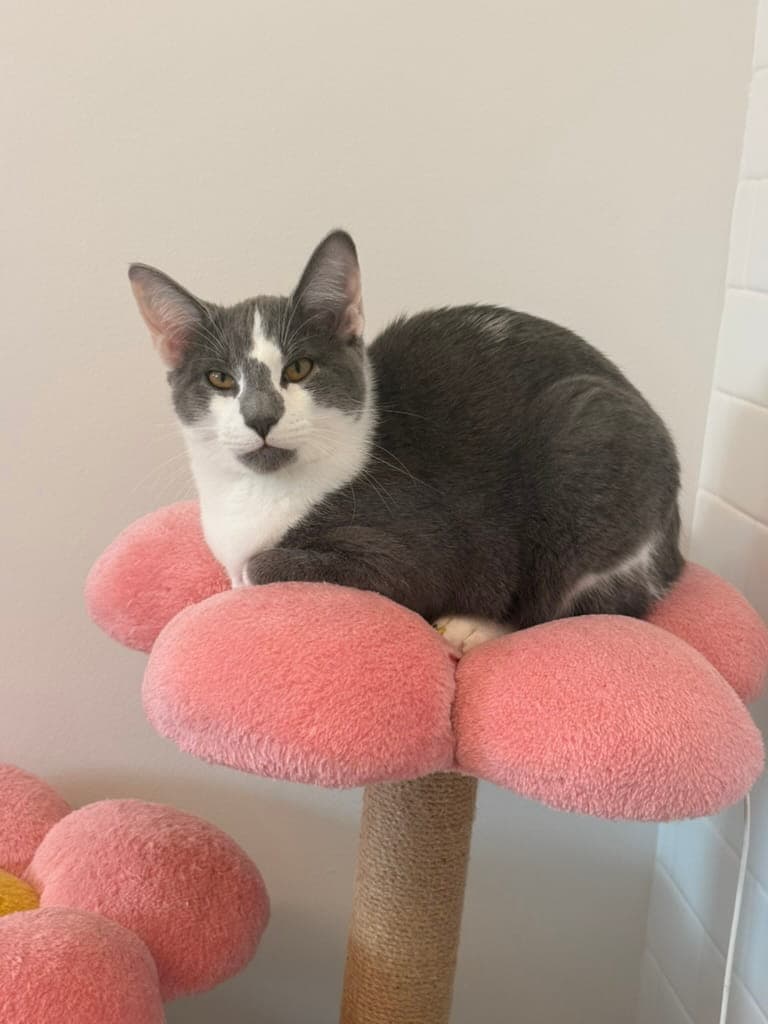 Ezra, a Veterinary Medical Centers pet patient near Fort Thomas