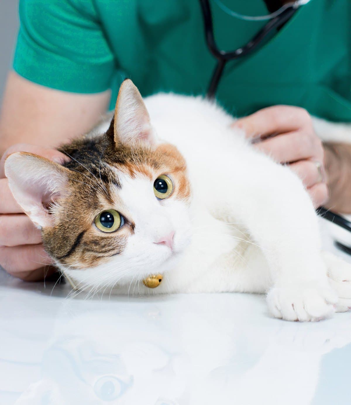Veterinary Medical Centers team providing dog and cat care in Northern Kentucky