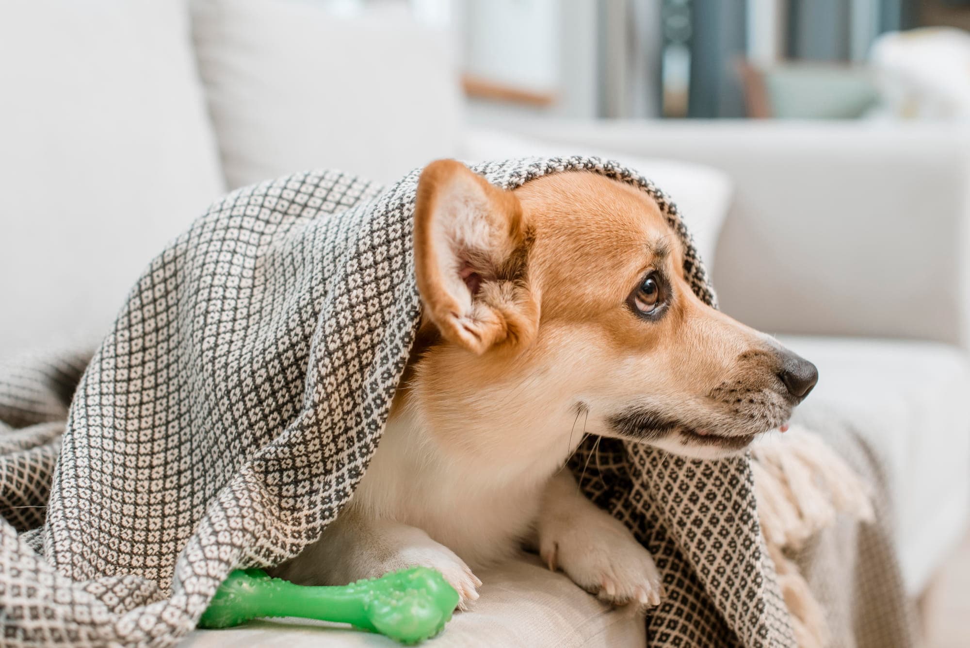 A pet owner preparing for a veterinary visit