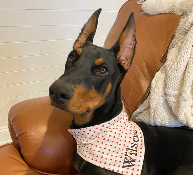 Wilson, a Veterinary Medical Centers pet patient receiving local Northern Kentucky vet care