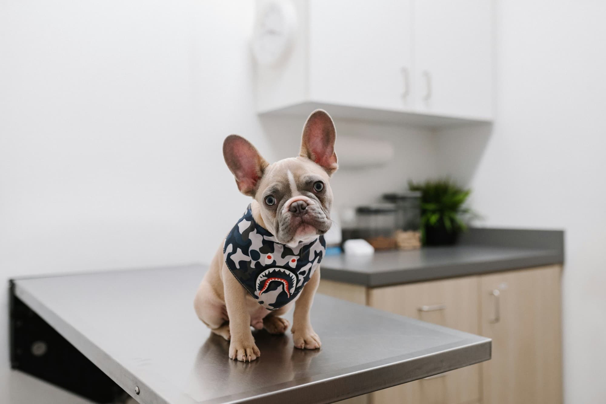 Sick Pet Visits at Veterinary Medical Centers in Northern Kentucky