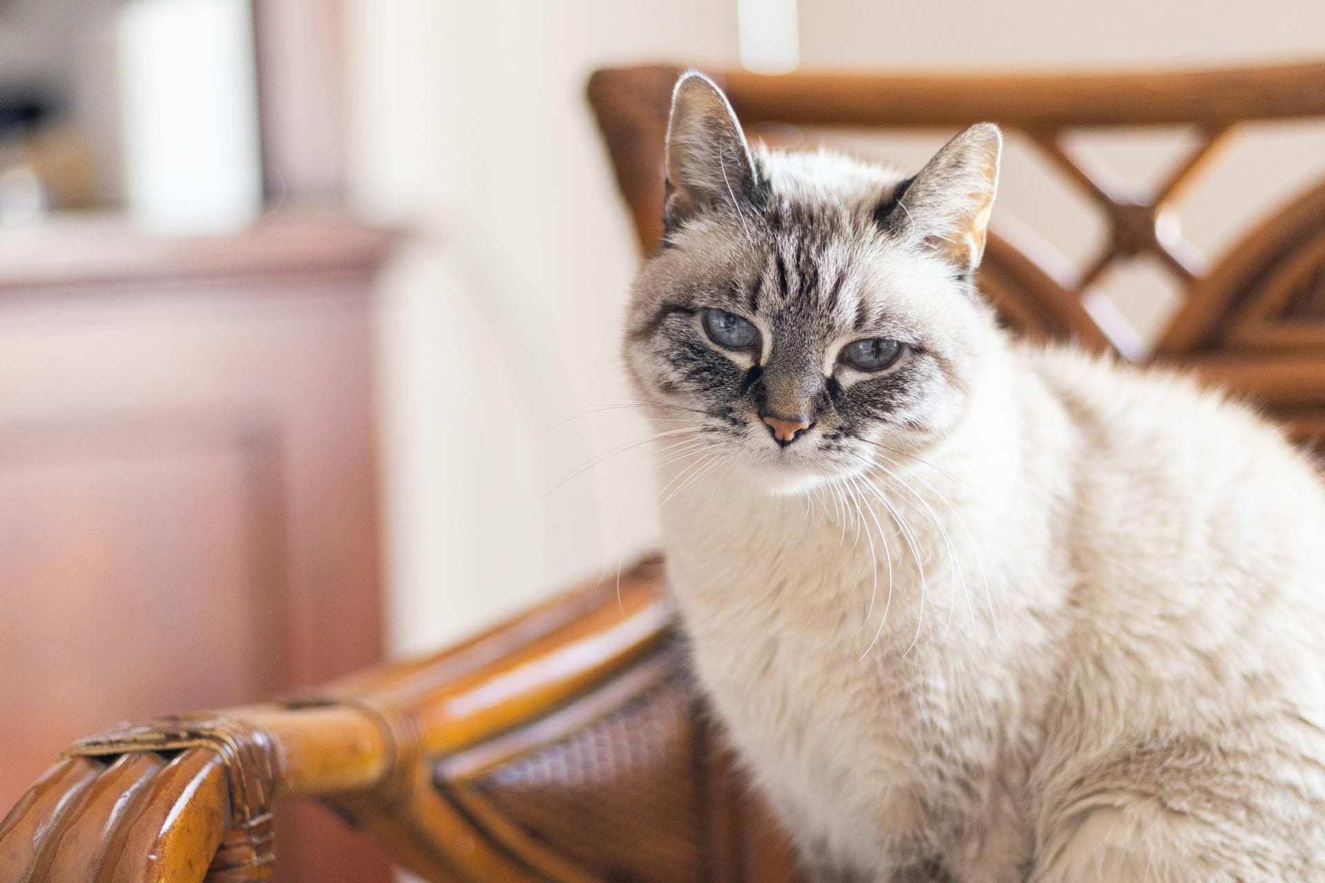 Nutrition & Weight Guidance at Veterinary Medical Centers in Northern Kentucky