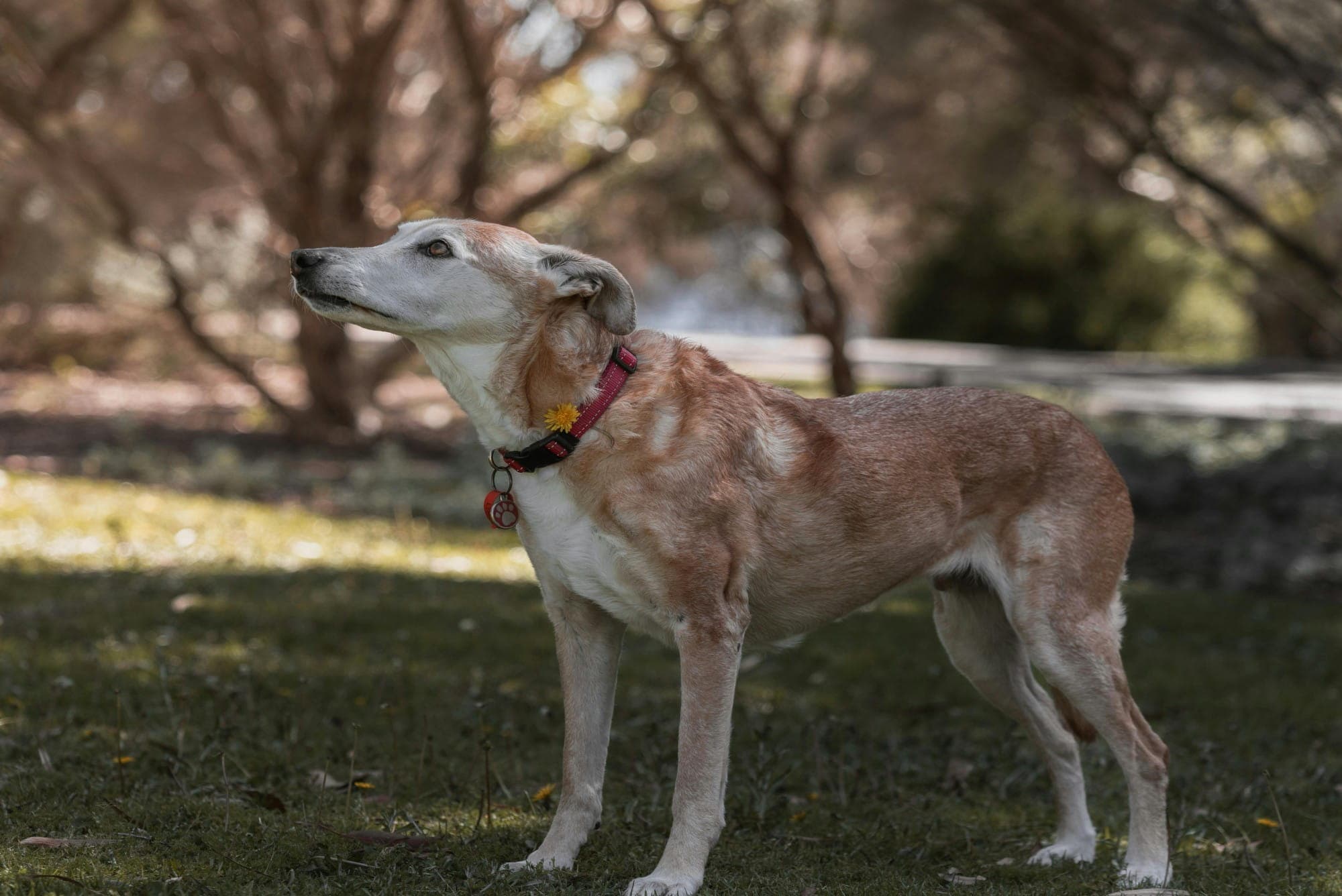 Senior Pet Care at Veterinary Medical Centers in Northern Kentucky