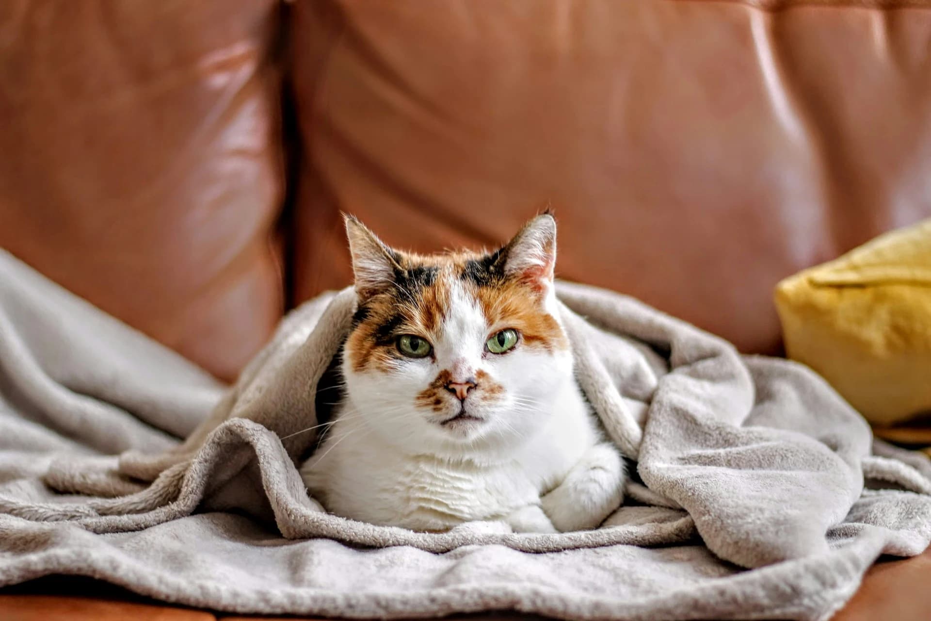 Cat resting comfortably at home