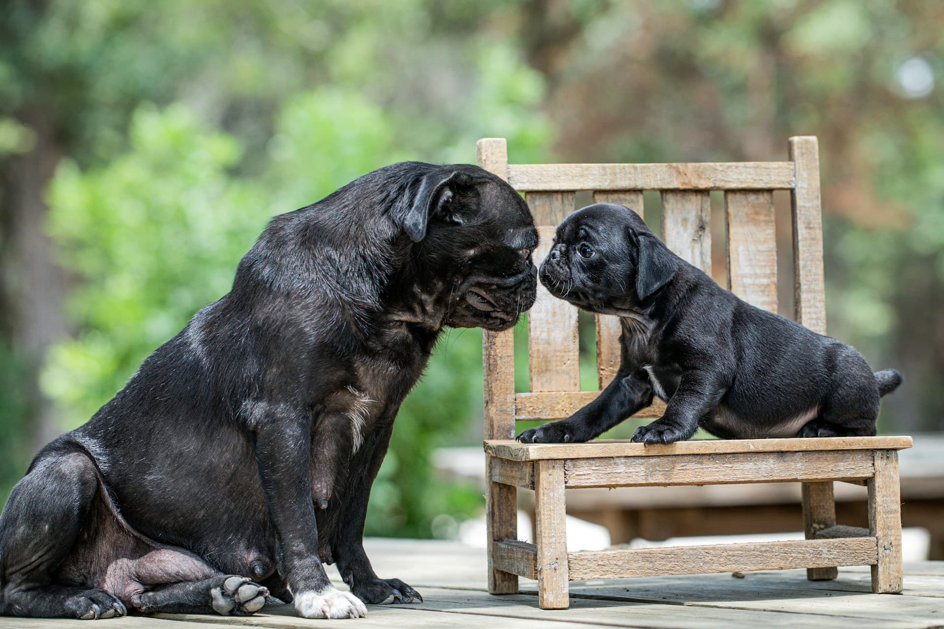 Adult dog and puppy sharing a gentle moment outdoors